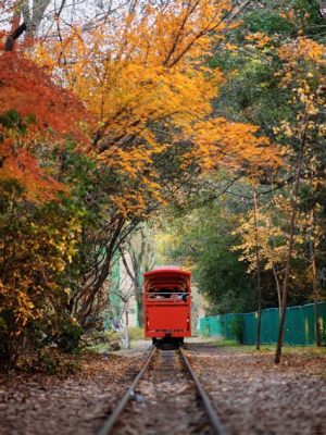 上海哪裏可以看紅楓